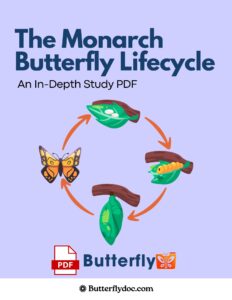 The Monarch Butterfly Lifecycle An In Depth Study PDF